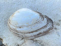 Truncilla donaciformis