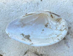 Truncilla donaciformis