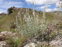 Jamesbrittenia pristisepala