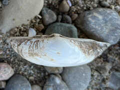 Truncilla donaciformis