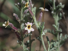 Jamesbrittenia pristisepala