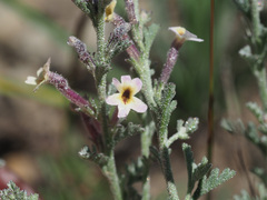 Jamesbrittenia pristisepala