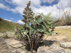 Cheilanthes eckloniana