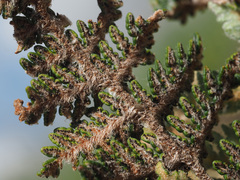 Cheilanthes eckloniana