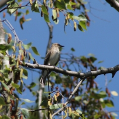 Muscicapa striata striata