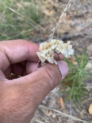 Pseudognaphalium californicum