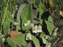 Hermannia geniculata