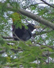 Psarocolius decumanus