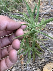 Pseudognaphalium californicum