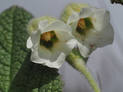 Hermannia geniculata