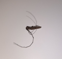 Hippopsis lemniscata