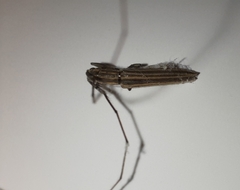 Hippopsis lemniscata