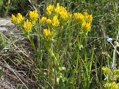 Sebaea sedoides