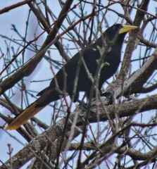 Psarocolius decumanus