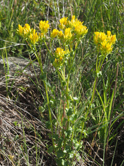 Sebaea sedoides