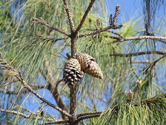 Pinus patula