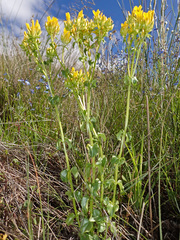 Sebaea sedoides