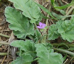 Erodium malacoides