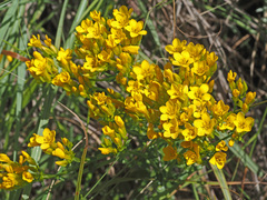 Sebaea sedoides
