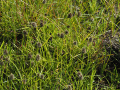 Cyperus teneristolon