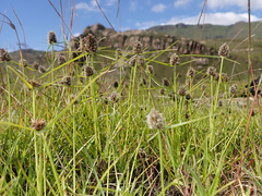 Cyperus teneristolon