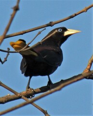 Psarocolius decumanus