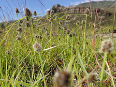 Cyperus teneristolon