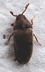 Throscidae