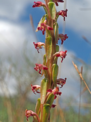 Satyrium longicauda