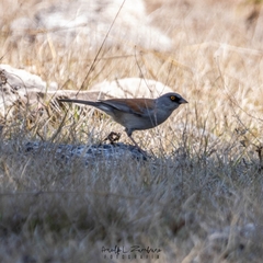 Junco phaeonotus