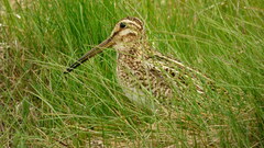 Gallinago magellanica