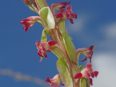 Satyrium longicauda