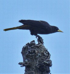 Psarocolius decumanus