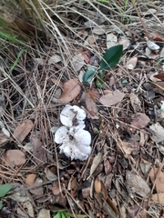 Cantharellus ferruginascens