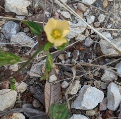 Malvastrum coromandelianum