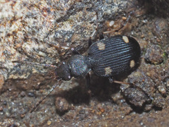 Callistomimus hamerae