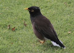 Acridotheres tristis