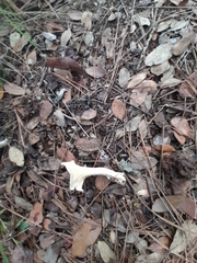 Cantharellus ferruginascens