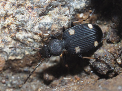 Callistomimus hamerae