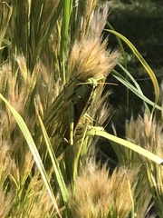 Schistocerca