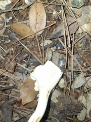 Cantharellus ferruginascens