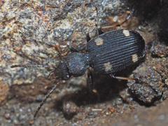 Callistomimus hamerae