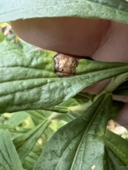 Asteromyia carbonifera