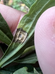 Asteromyia carbonifera