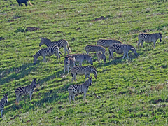 Equus quagga burchellii
