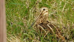 Gallinago magellanica