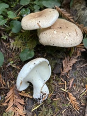 Albatrellus avellaneus