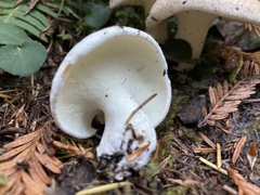 Albatrellus avellaneus