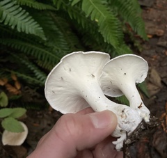 Albatrellus avellaneus