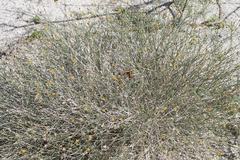 Bebbia juncea aspera